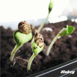 hubey&reg; Trichoderma 50g shaker for the immunization of roots