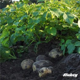 Hubey Gefl&uuml;geldung 8 Kilo biologischer Naturd&uuml;nger Universald&uuml;nger und Bodenverbesserer