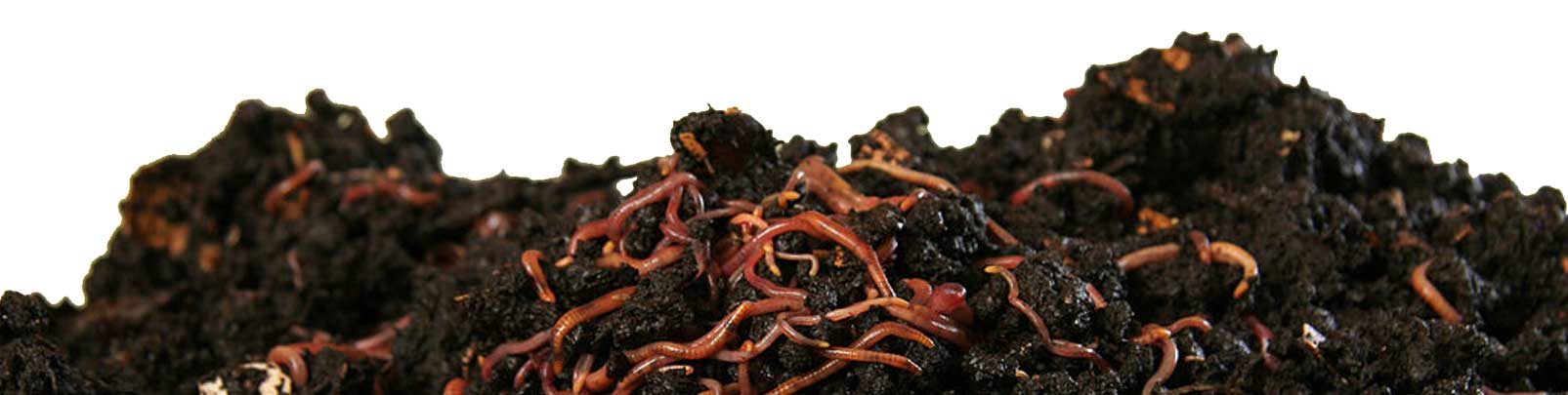 Kompost mit Würmern
